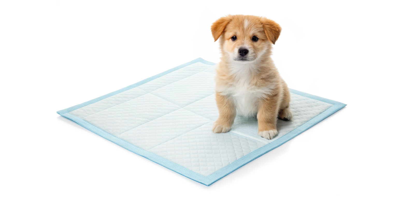  hygiene_pad_puppy